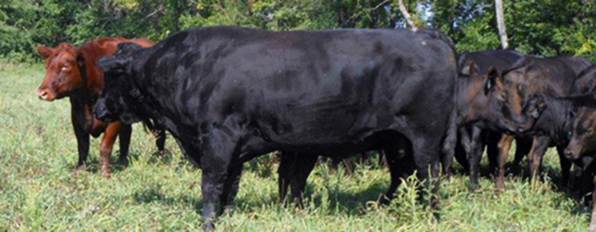 Beautiful Eversole Run Farm in Powell, Ohio