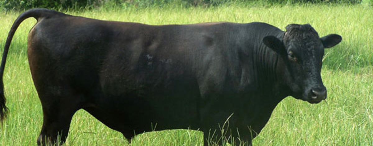 Beautiful Eversole Run Farm in Powell, Ohio