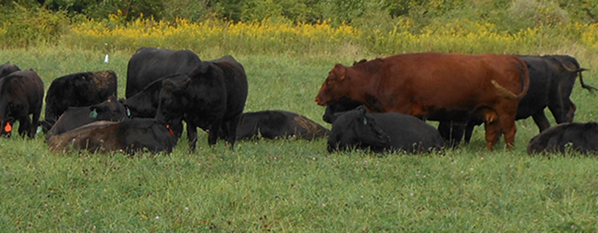 Beautiful Eversole Run Farm in Powell, Ohio
