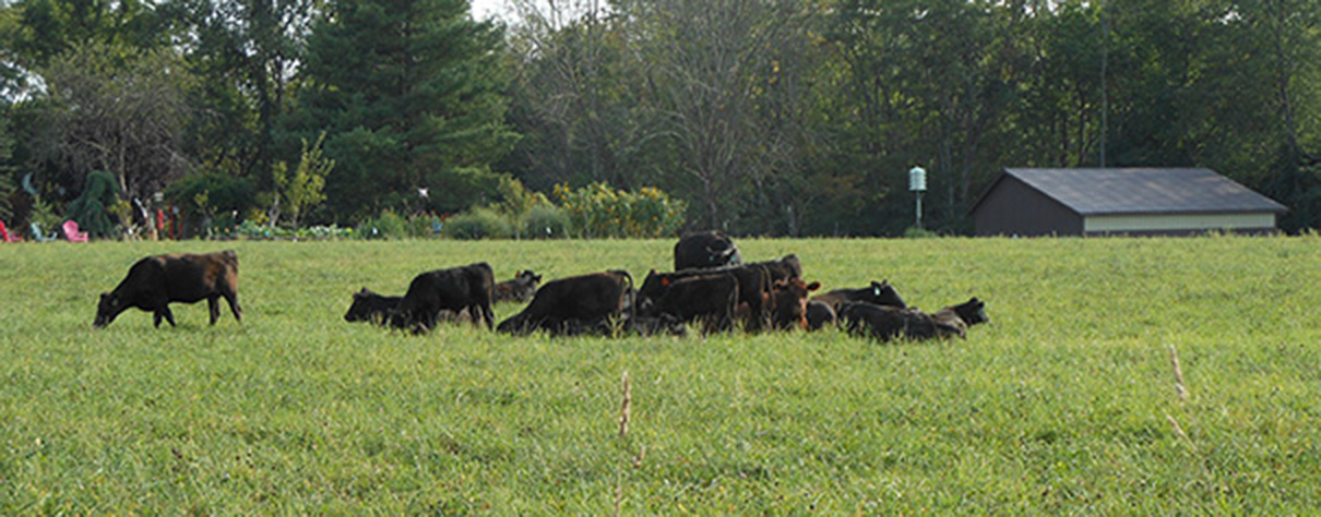 Beautiful Eversole Run Farm in Powell, Ohio