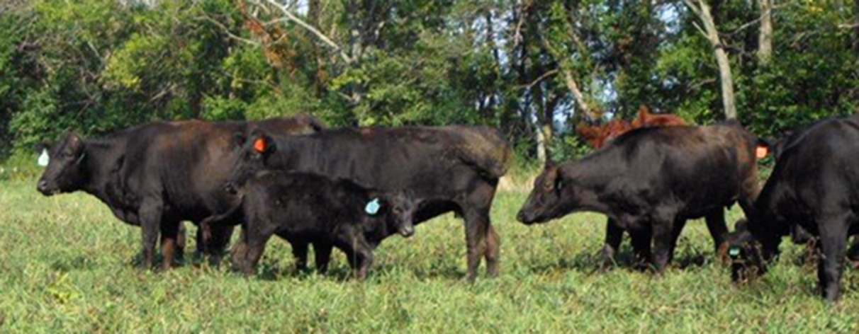 Beautiful Eversole Run Farm in Powell, Ohio