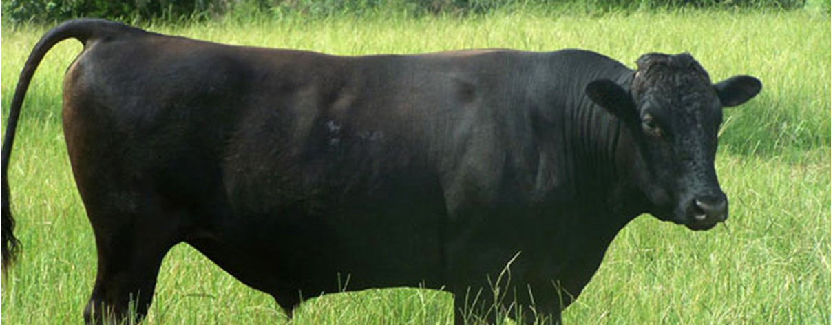 Beautiful Eversole Run Farm in Powell, Ohio
