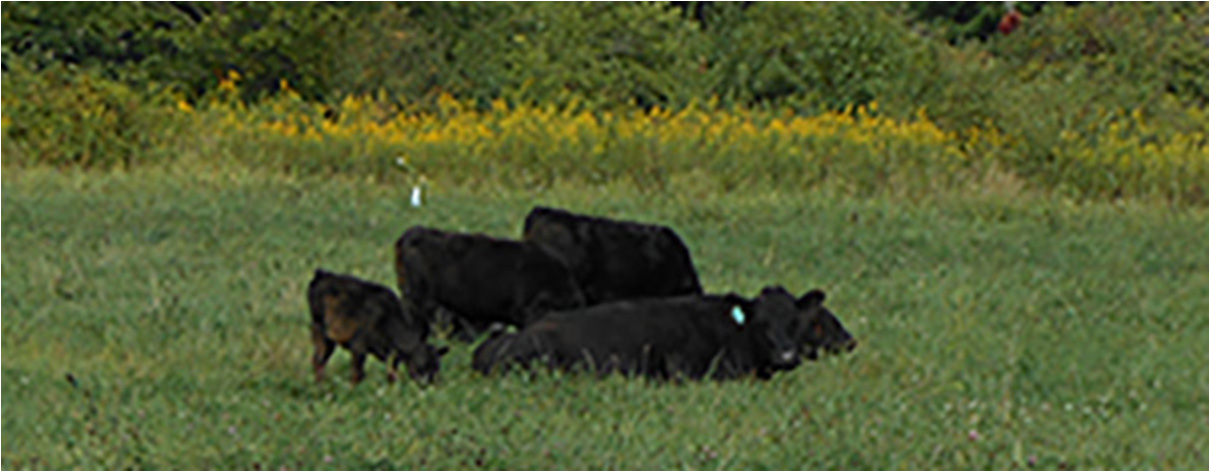 Beautiful Eversole Run Farm in Powell, Ohio