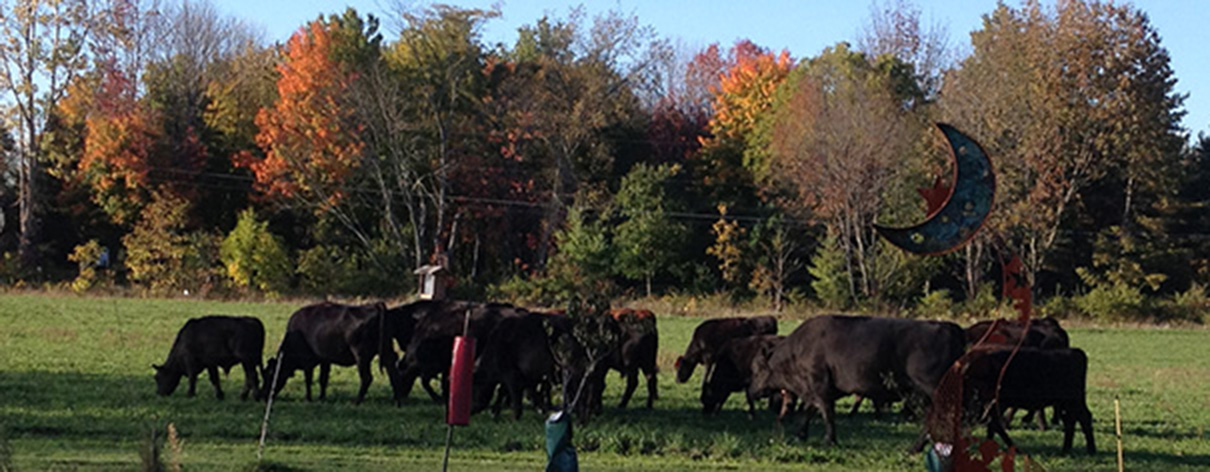 Beautiful Eversole Run Farm in Powell, Ohio