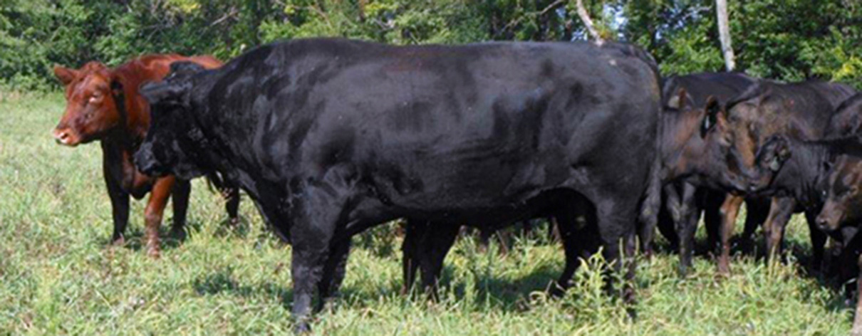 Beautiful Eversole Run Farm in Powell, Ohio