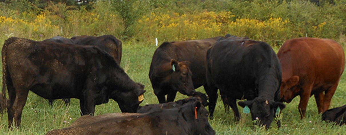 Beautiful Eversole Run Farm in Powell, Ohio