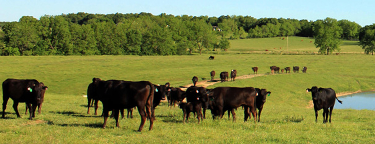 Beautiful Eversole Run Farm in Powell, Ohio